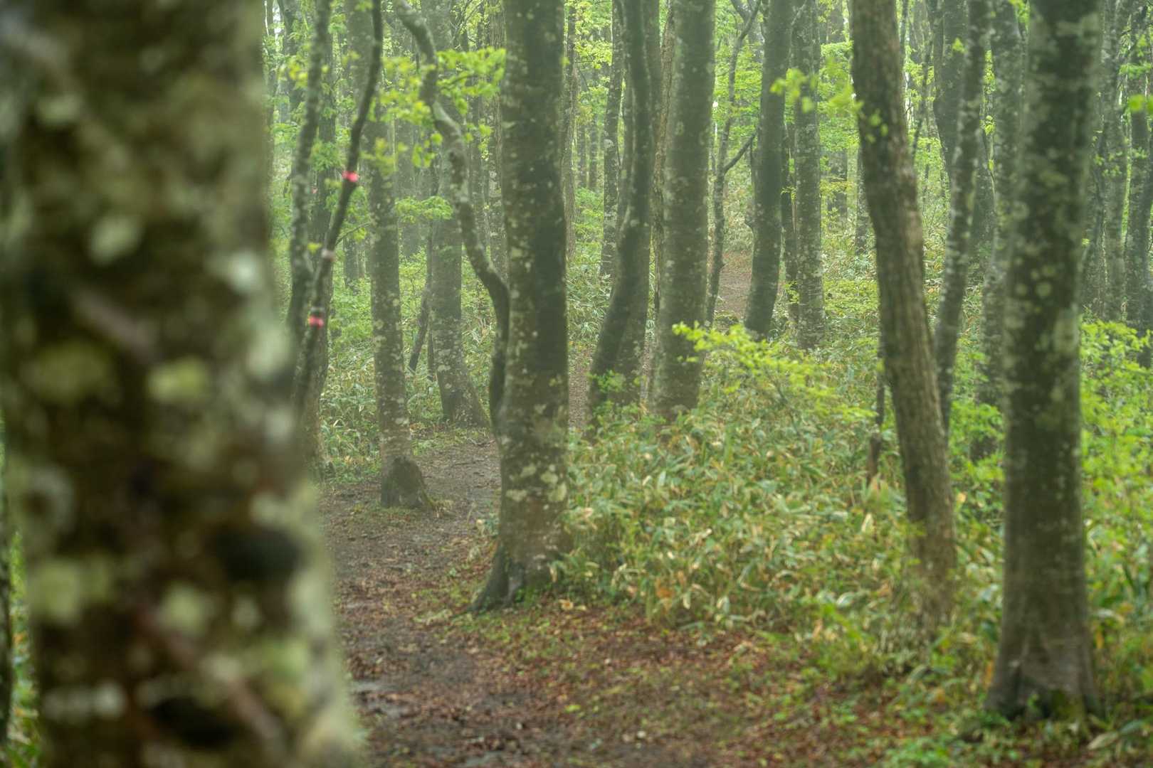 帰りも☔️ドロドロになりながら滑りやすい登山道を‥
