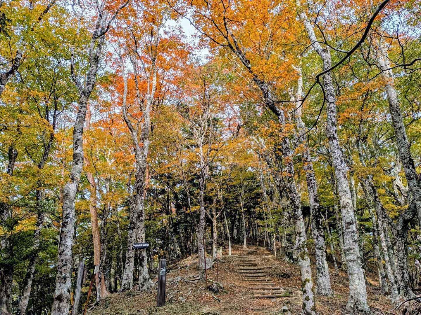 紅葉始まってますよー😍
