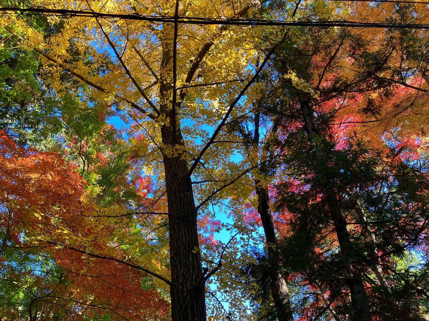 赤🍁黄緑🍃　😳ピンクに見える👀