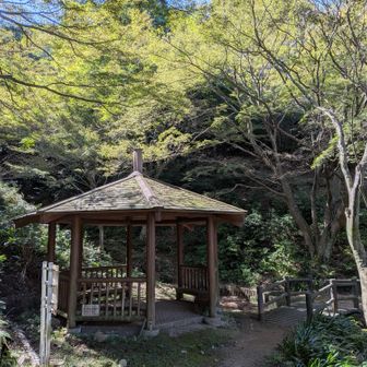 東屋とモミジ、紅葉はまだまだですね