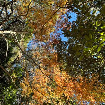 最後の秋🍁かな