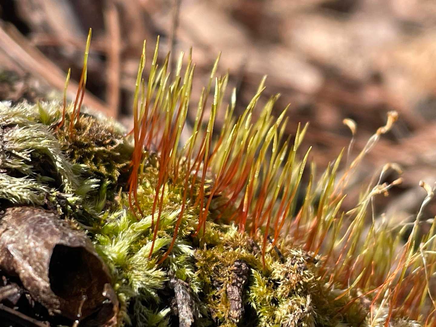 苔の世界。