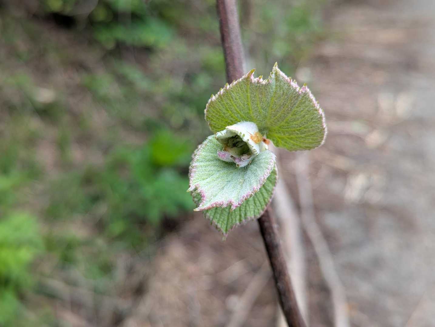 なんだろう
山葡萄？違うよなぁ🤔