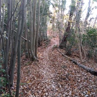 気持ちいい道ですが「頭上注意、立枯れの木があります」との看板あり。実際に枯れ枝が肩に落ちて来ました💦枯れた木を揺らしてしまったようです。太い枝が頭を直撃したらキケンですね😑