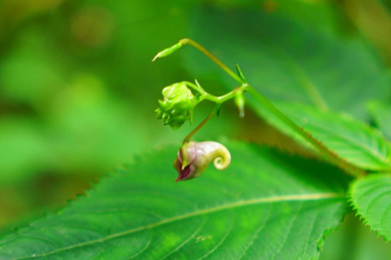 咲く前は昆虫感あり😅
吊られているのがよくわかる〜