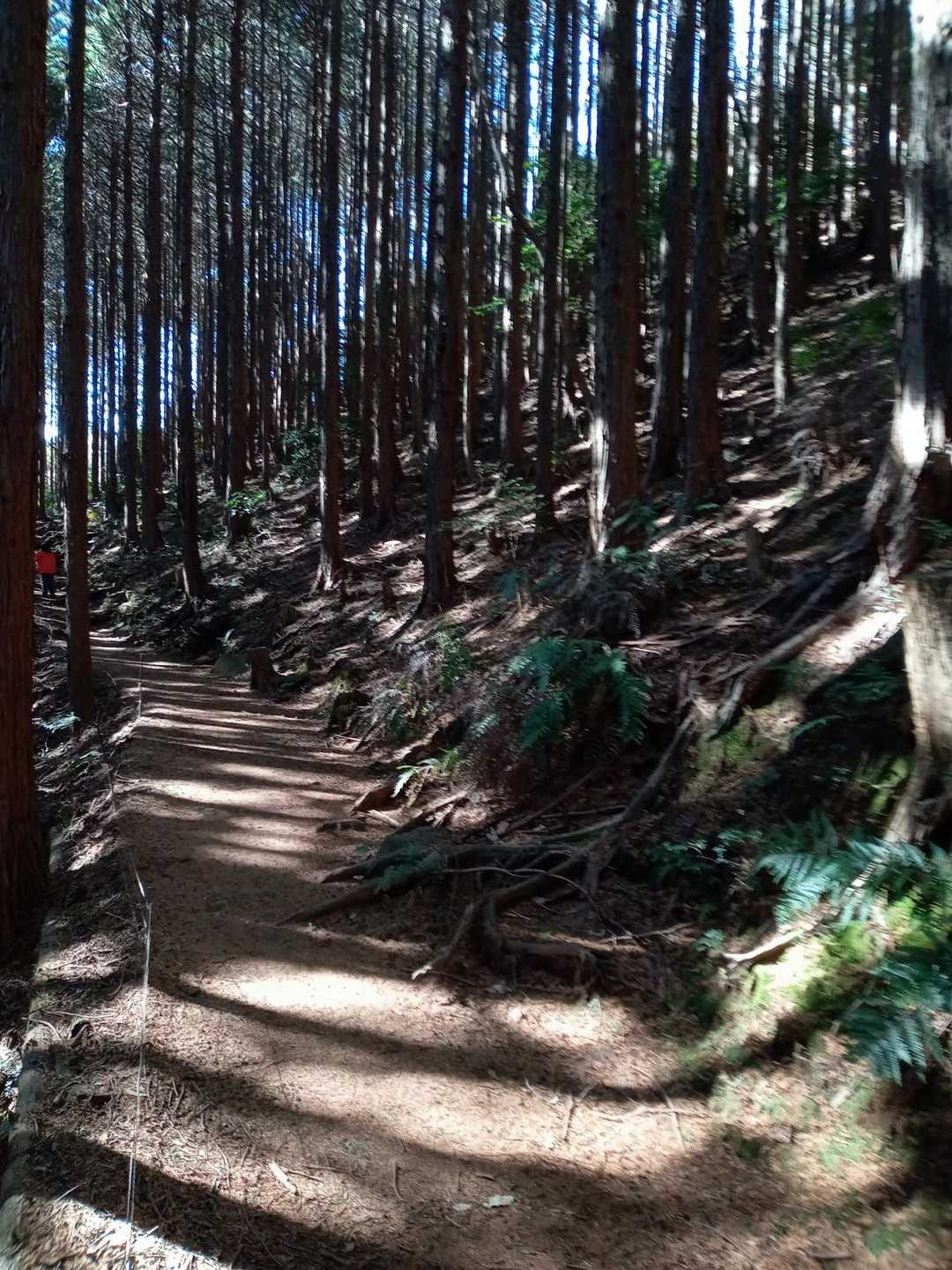 日金山-東光寺-岩戸山 往復コースの写真