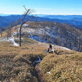 大型犬が2匹向かってきてビビったが、その後飼い犬と分かってホッ😅