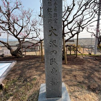 大沢の臥龍梅(がりゅうばい)天然記念物だそうです