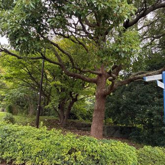 もうすぐ山頂
