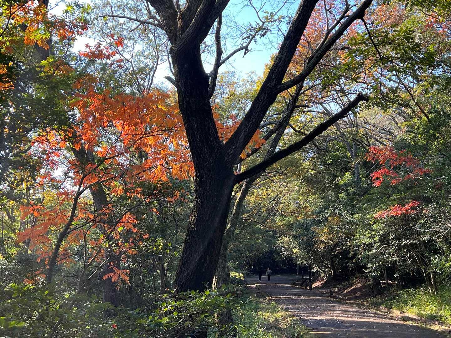 所々に紅葉🍁