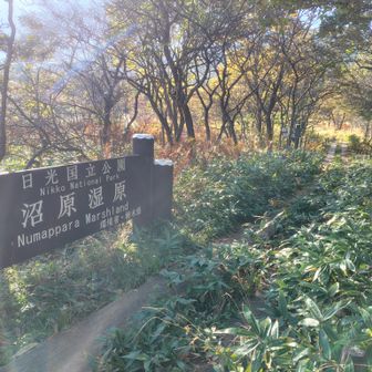のはずでしたが、折角なので湿原に散歩に行きます…