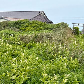 最後の最後までコバイケイソウ畑(笑)

今日はギリギリお天気を見て決めた月山
山開き前の静かな山歩きが出来ました☺️