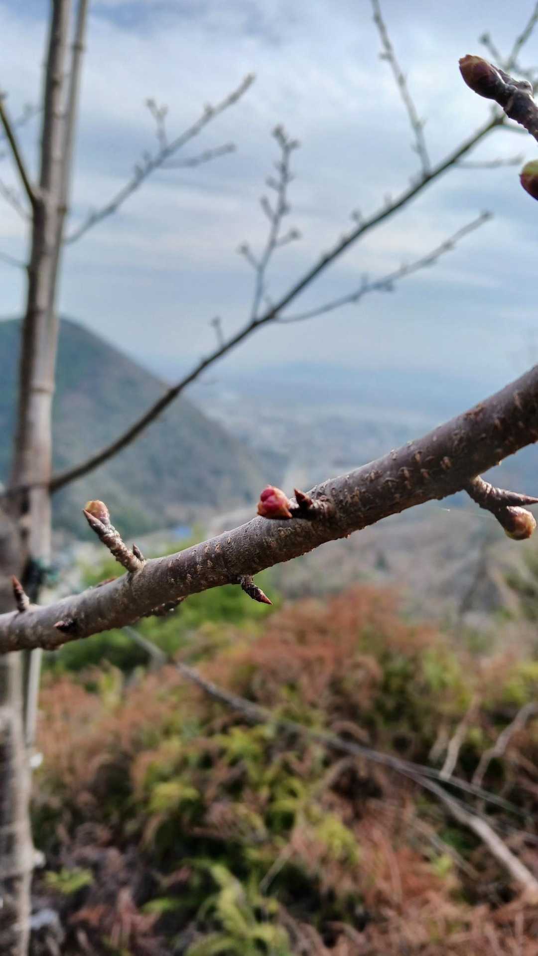 西尾根コース登山口-天円山 往復コースの写真