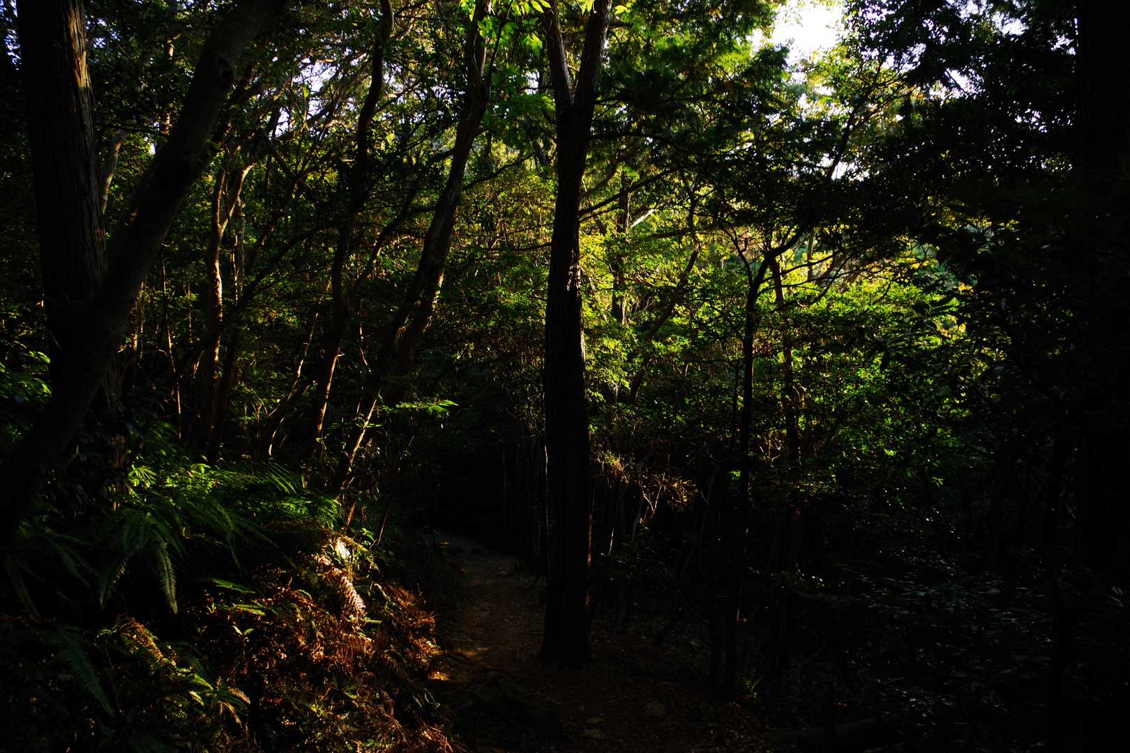 葦毛湿原・岩崎自然歩道入口-葦毛湿原-東山-座談山 周回コースの写真