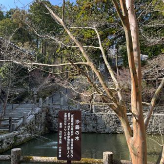 百日紅みたい、沙羅の木だけど