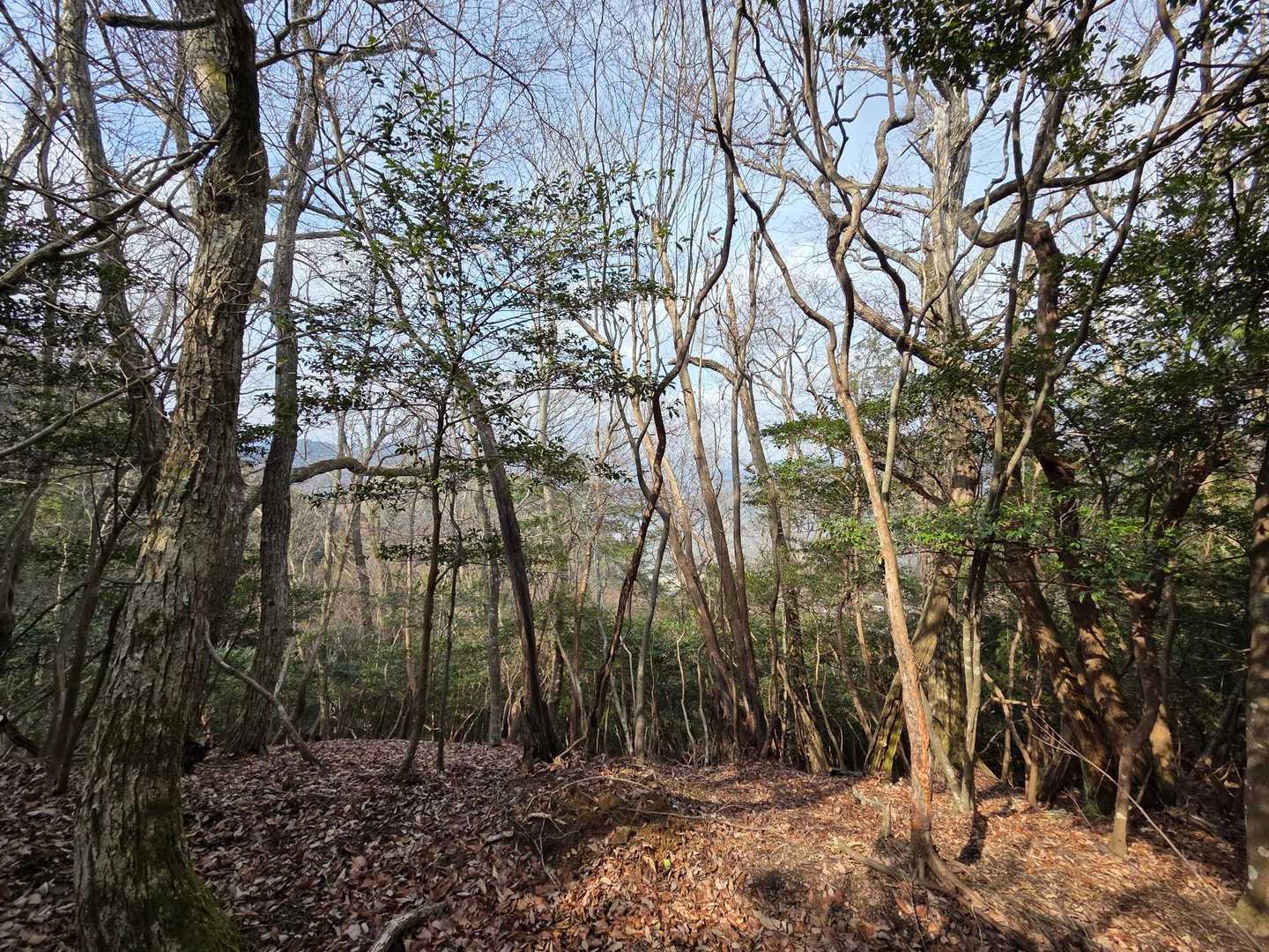 水越山登山道入口-水越山 往復コースの写真