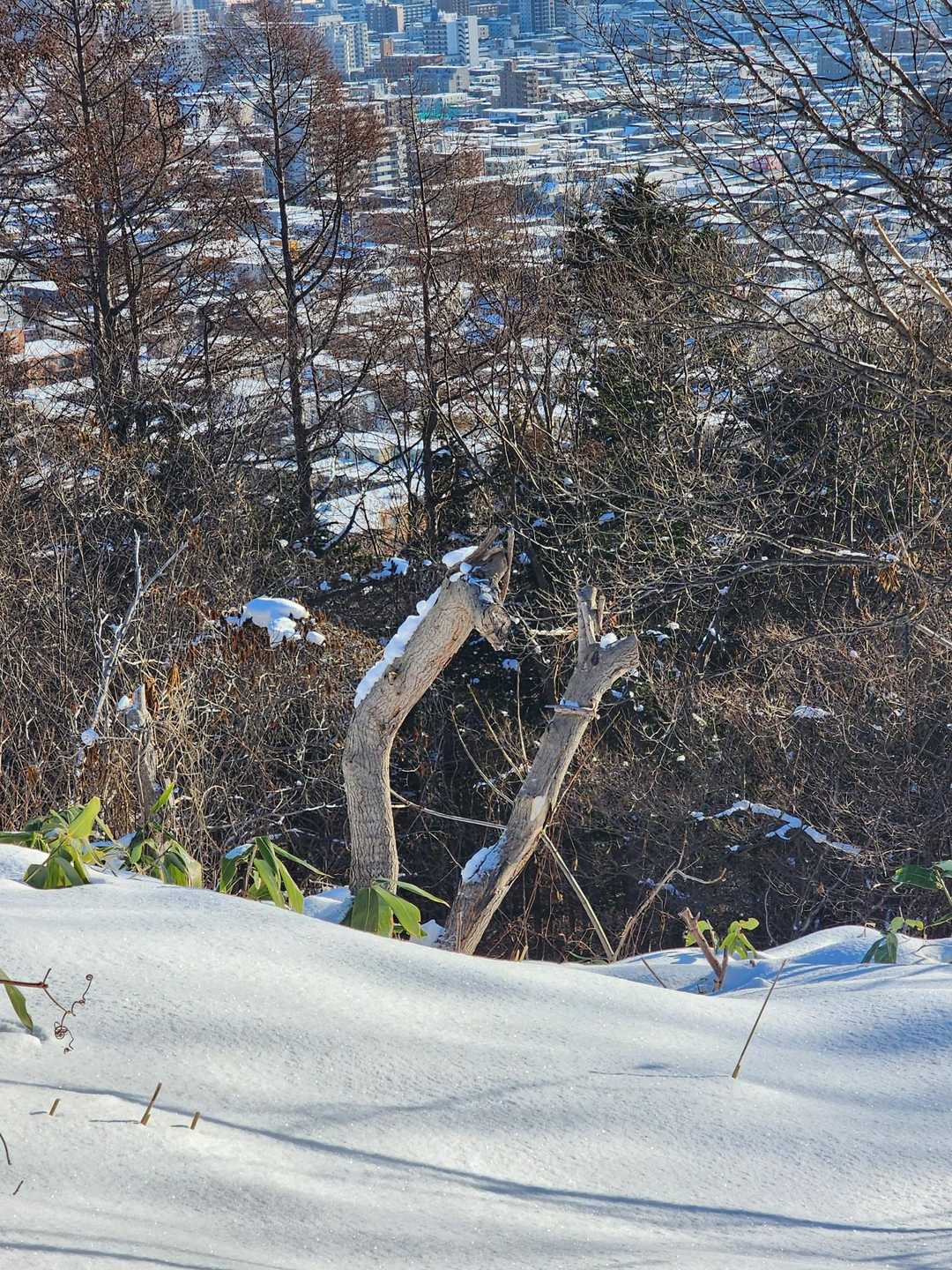 キリンさん🦒