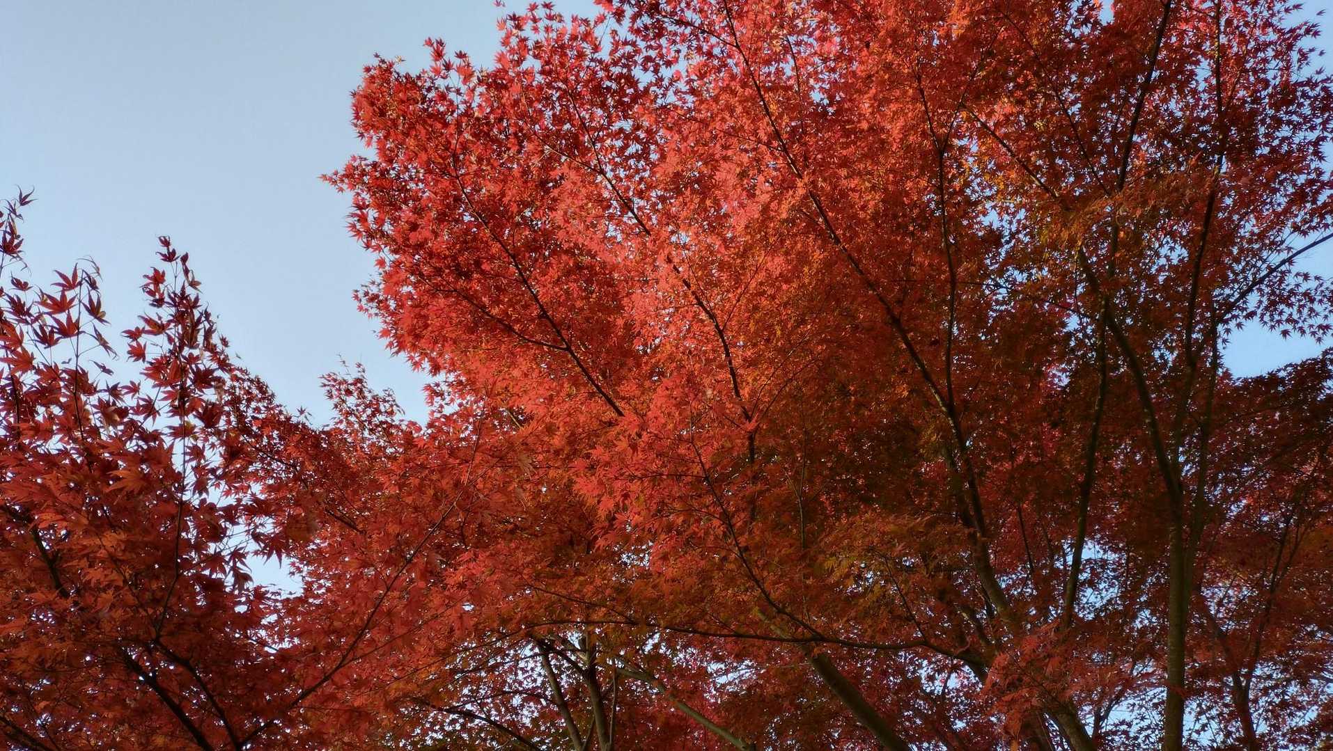 燃える紅葉🍁
