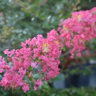 紀三井寺のサルスベリ
朝の境内はいつもと変わらない様子だったけど、夜には灯篭供養が行われると知って