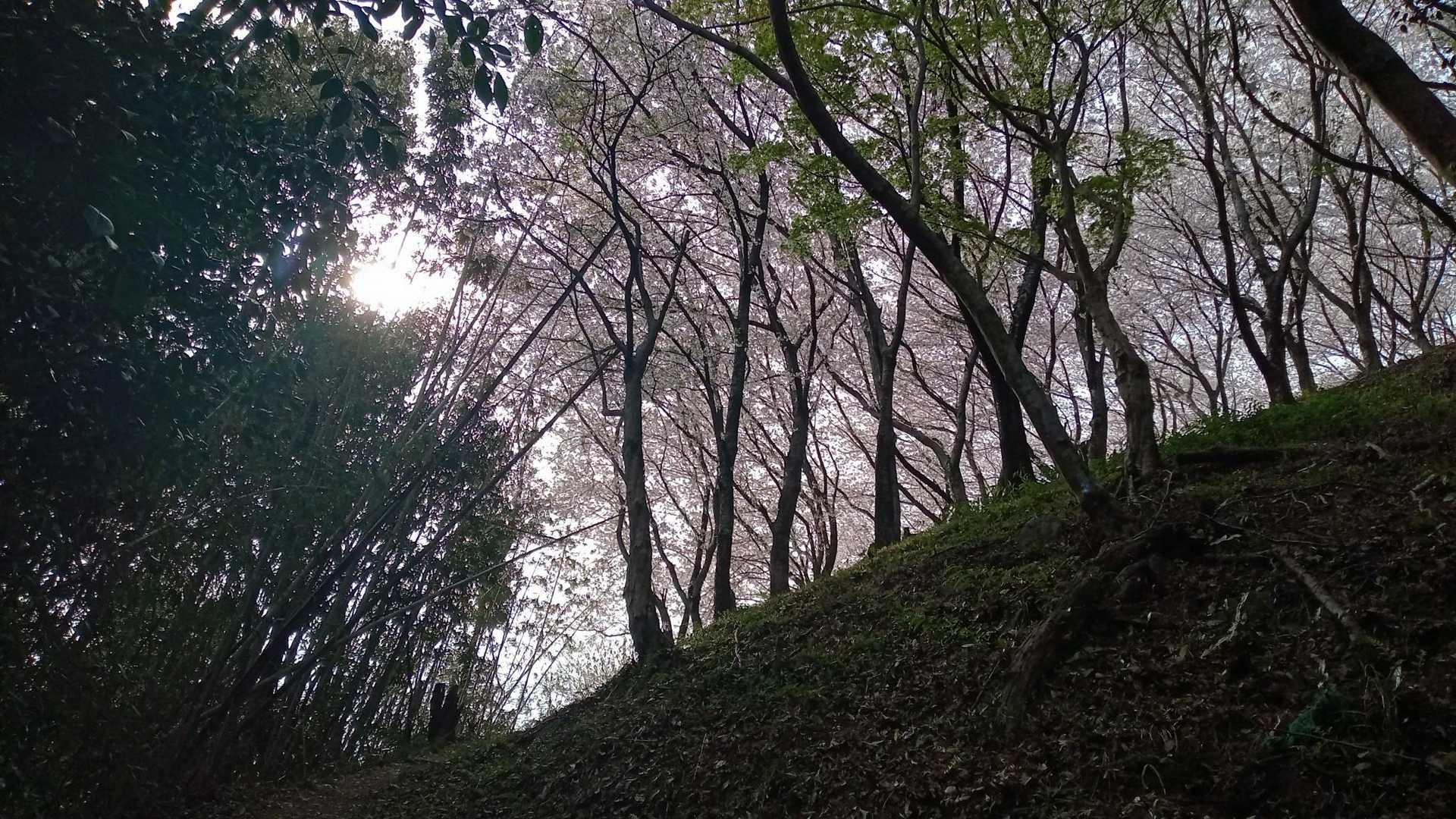 さっそく上を見上げたら、やや高めの桜が😯❗