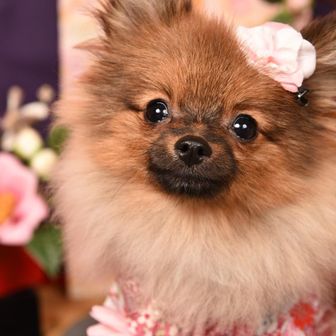 チャピまろママ