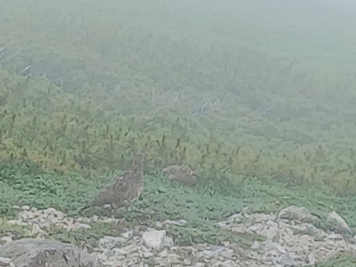 こちらの山では初雷鳥でした。