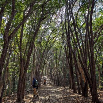 カナメモチのトンネル♫とか……