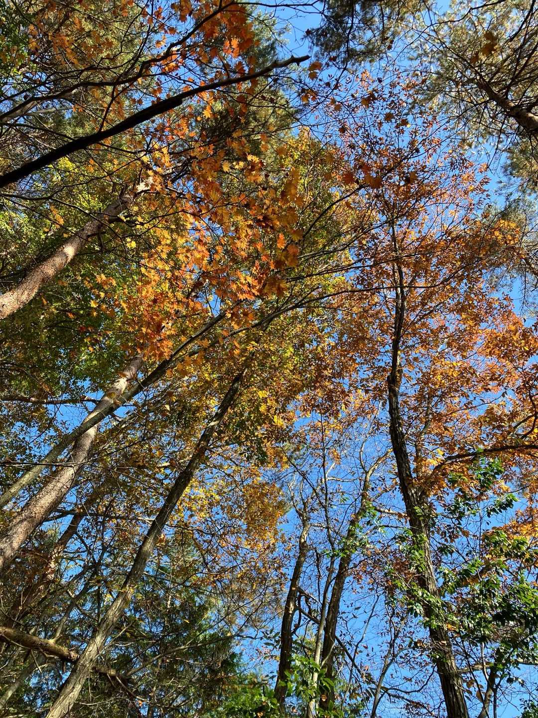 下りれば下りるほど紅葉が増す