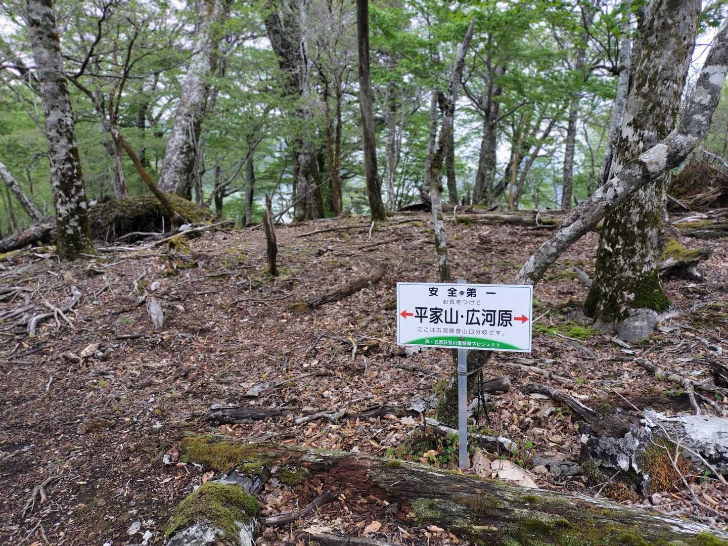 朝、ヨッシーさんと出会った分岐😊
