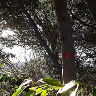 権現山🔺。簡単な標識です。