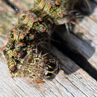 😱🧐🧐　調べた結果、たぶんシロトゲエダシャク　シャクガの幼虫。
昔の昆虫図鑑では、幼虫は殆ど載ってなかったけど…　　いい時代だなぁ…😁