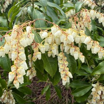 馬酔木（アセビ）