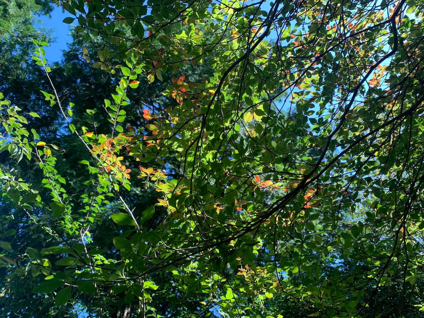 見上げると少しずつ色付いてきました。
今年の紅葉はどうなんだろうね🍁