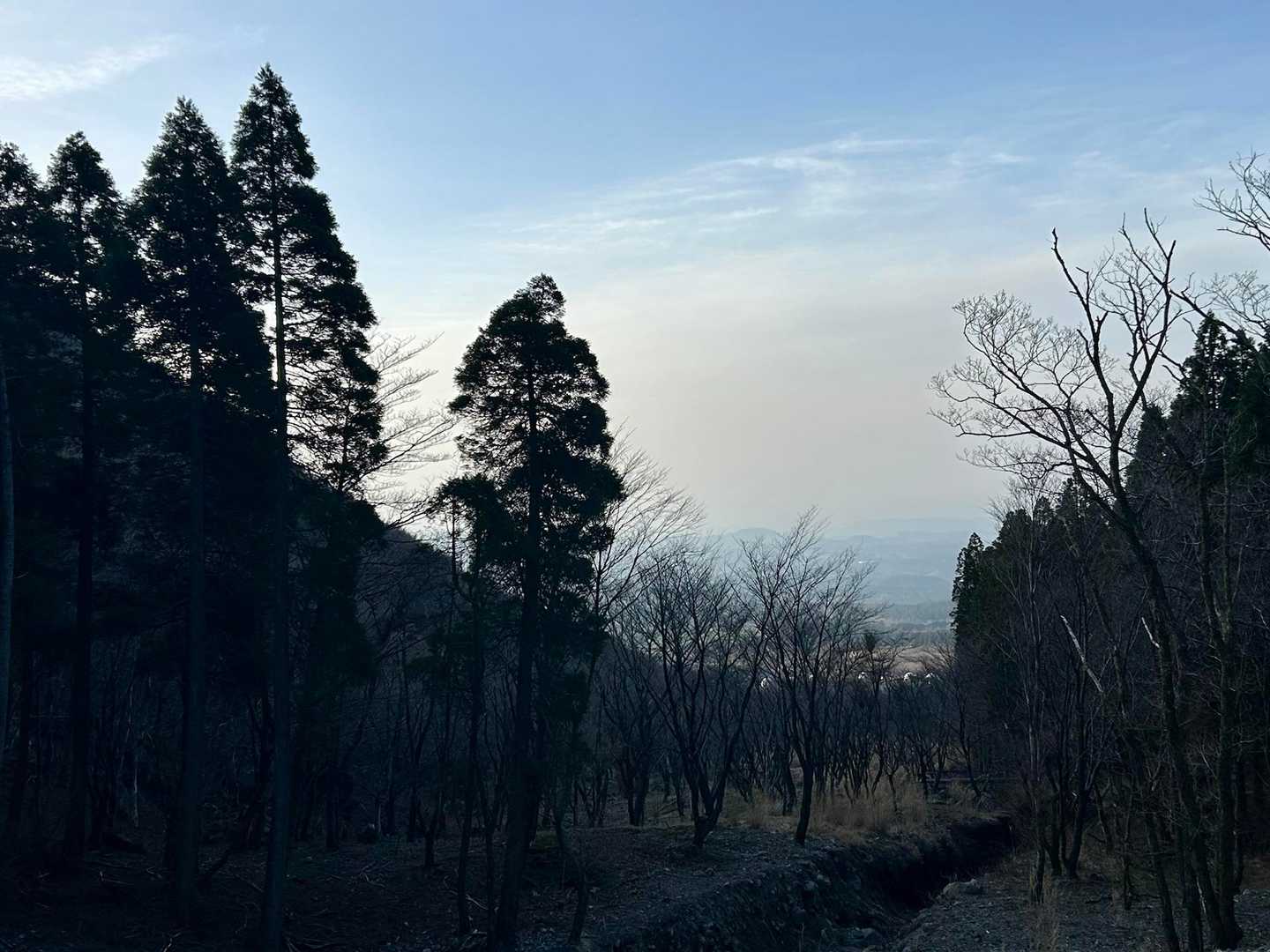 こちらの桜は
のんびり準備中(｡･ω･｡)