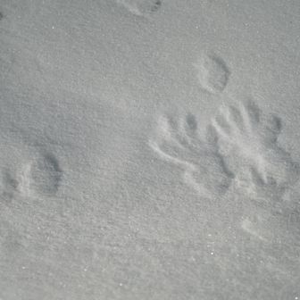 なんの足跡？