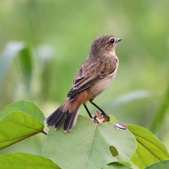 ノビタキ♀
長旅お疲れさま