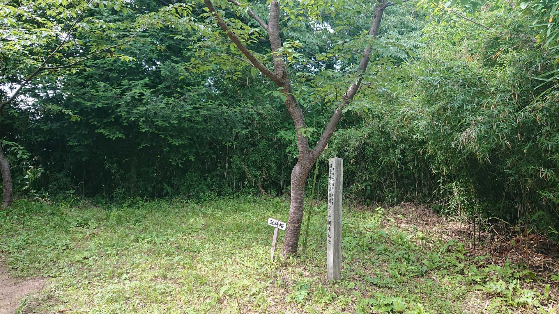 衣張山の写真