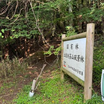 樹林帯