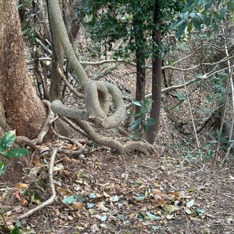 見方に寄っちゃハート❤️かも　