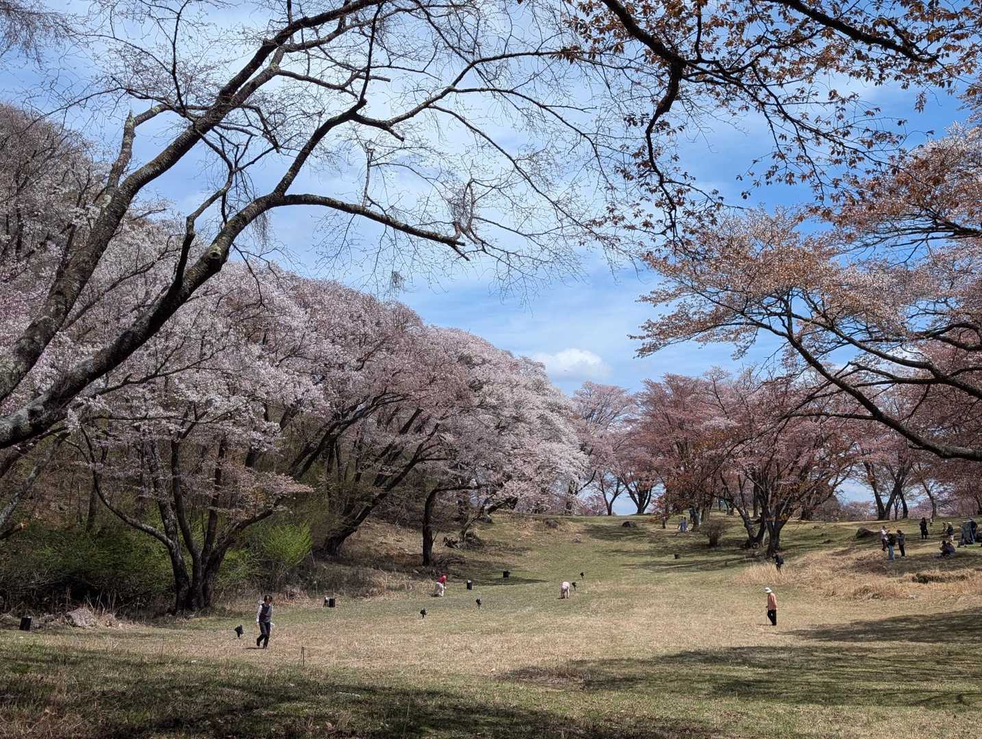 屏風岩公苑🌸🌸🌸