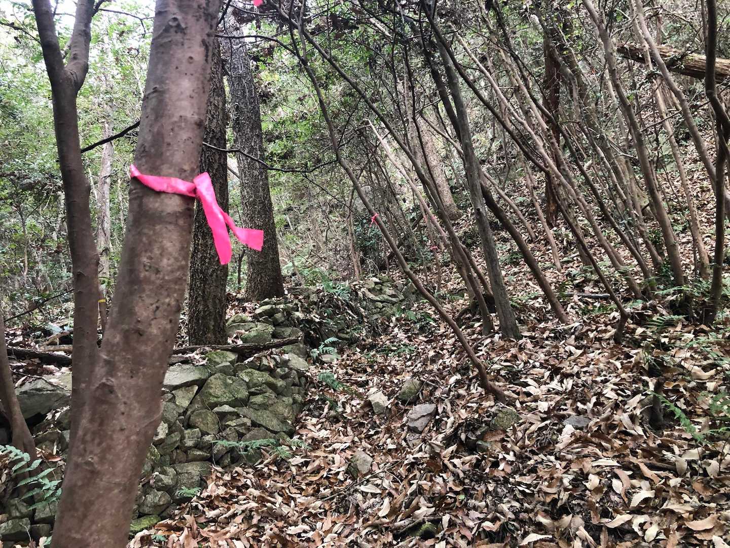 登山道脇の谷沿いに藪漕ぎして登って行けば楽しいそうだなあ　なんて見てたら　ちゃんとピンテがあるやん❣️