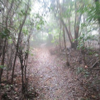 木のトンネルで、多少雨は避けられるけど😓
