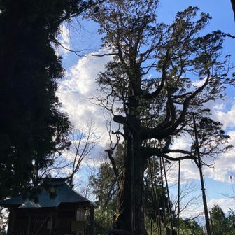 木幡の大杉と門神社