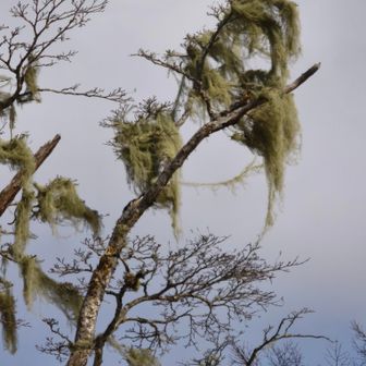 日向山のとろろ昆布🍚