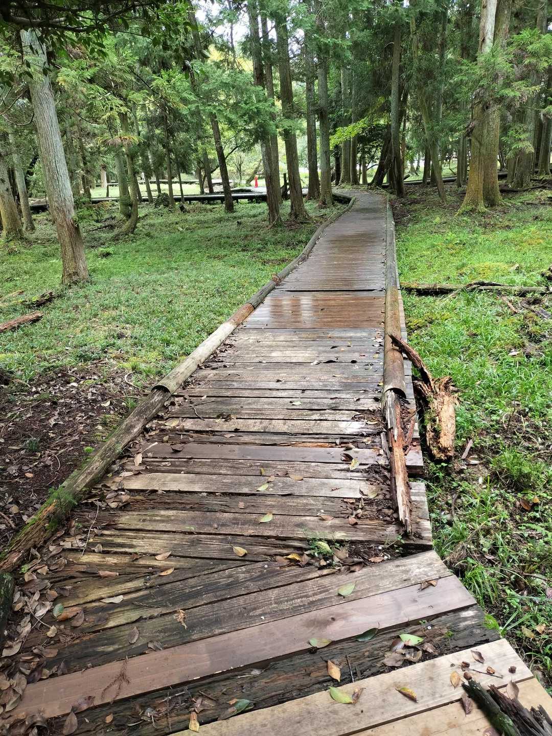 ☔で木道が濡れていた為に何度もスリップして、歩くのに慎重でした😰😰