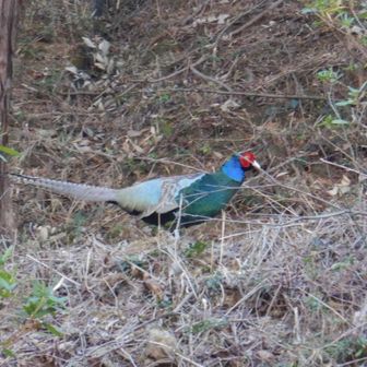久しぶりに野生のキジを見ました