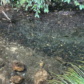 水溜まりには魚が溢れてる