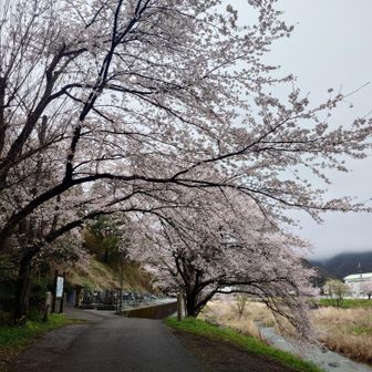新田山裾の桜
戦没者慰霊塔のシャガと一華はまだです🌸桜が終わってからかな…