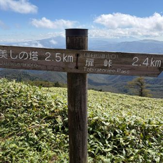 山頂付近の分岐