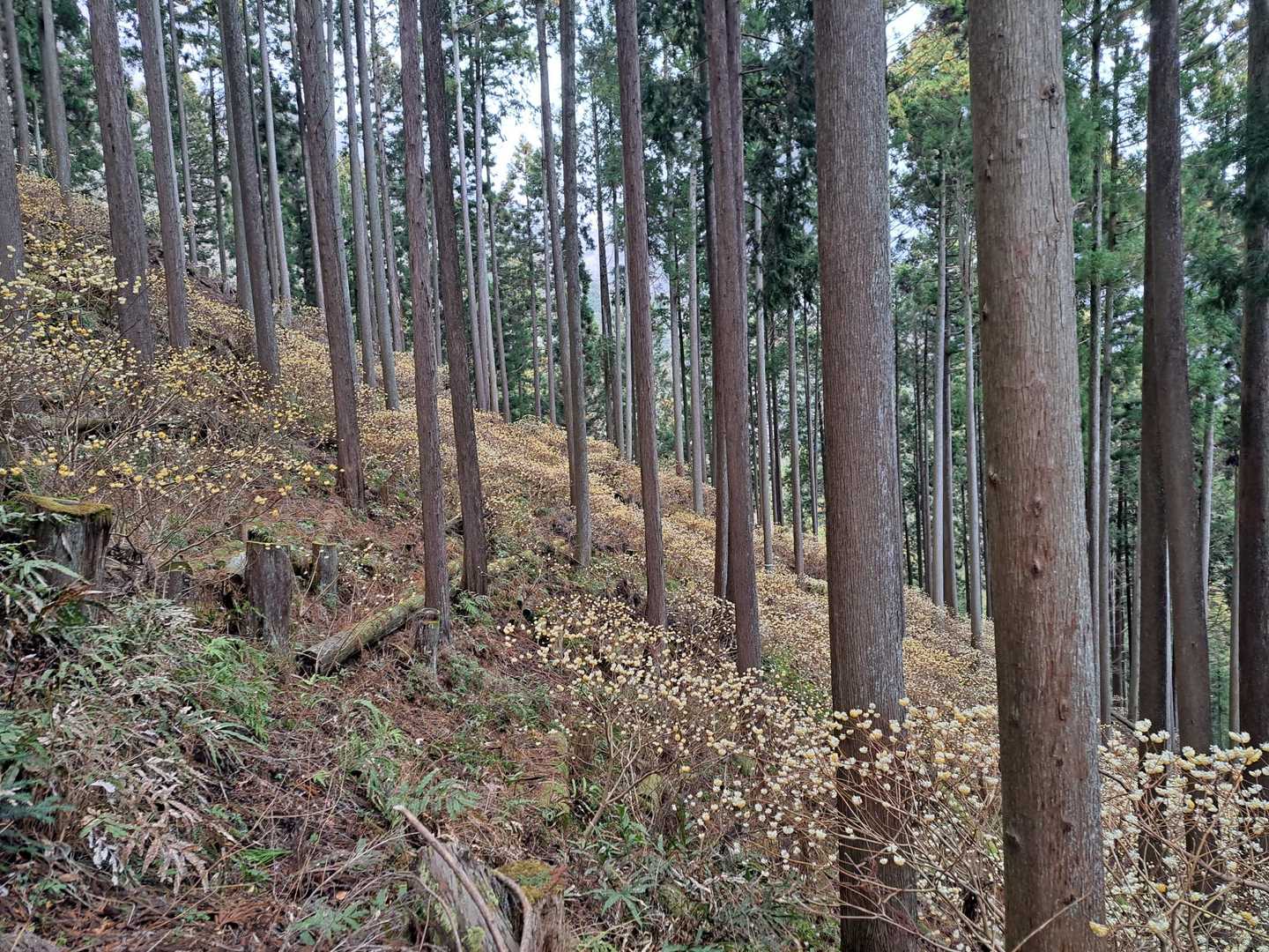 ミツバ岳登山口-大出山-権現山 往復コースの写真